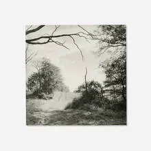 Larry Fink, Sky & Trees, 2007, gelatin silver print