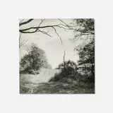 Larry Fink, Sky & Trees, 2007, gelatin silver print