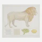 Don Nice, Lion, 1977, lithograph in colors