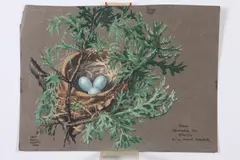 Jacob Bates Abbott, Robin in Small Hemlock, Gouache on paper
