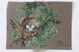 Jacob Bates Abbott, Robin in Small Hemlock, Gouache on paper