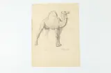 Allyn Cox, Study of Camel, PROVENANCE: Study for "Vision of Mecca" oil on canvas