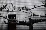Peter Peryer, Zoo Music - Birds