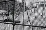 Peter Peryer, Zoo Music - Spider Monkeys