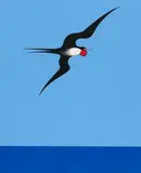Don Binney, Pacific Frigate Bird
