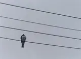 Peter Peryer, Kereru (2006)