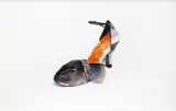 Niki Hill, Blue Cod Dress Shoes with Farm-raised Salmon