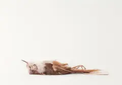 John Pusateri, Untitled