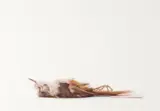 John Pusateri, Untitled