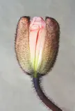 Nicole Gagnum, Ampola 10