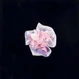 Lynn Hurst, Untitled
