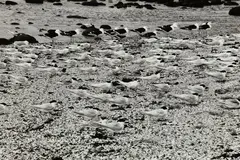 Birds, Chatham Islands by Peter Peryer, offered May 2021