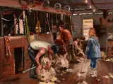 Lesley A Campbell, Shearing Gang, Hastings