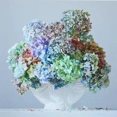 Emma Bass, Hydrangeas 9.23am 2012