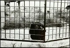 Untitled (Taronga Zoo) by Peter Peryer, offered Feb 2020