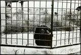 Peter Peryer, Untitled (Taronga Zoo)