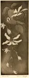 Constance Alice Lloyd, Clematis