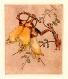 Constance Alice Lloyd, Kowhai