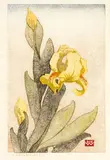 Hilda Alexandra Wiseman, Yellow Iris in Bloom