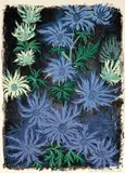 Stewart Bell Maclennan, Sea Holly