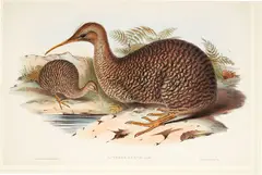 John Gould, Apteryx Owenii