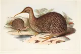 John Gould, Apteryx Owenii