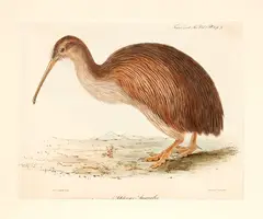 J & E Gould, Apteryx Australis