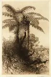 Trevor Lloyd, Tree Ferns