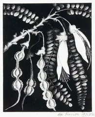 Rei Hamon, Kowhai in Bloom