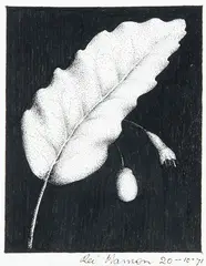 Rei Hamon, Taraire Leaf, Flower and Berry