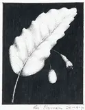 Rei Hamon, Taraire Leaf, Flower and Berry