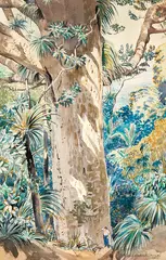 Cyril Whiteoak, Waitakere Kauri