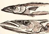 Michael Smither, K Road Fish Shop Study