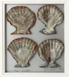Jeff Thomson Nzc, Four Scallops