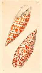 William Swainson, Episcopal Miter Shells