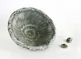 Len Castle, Conical fossil form
