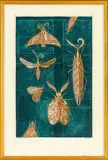 Eileen Mayo, Moths on the Window