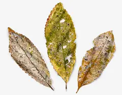 Geoff Thompson, Untitled - leaves
