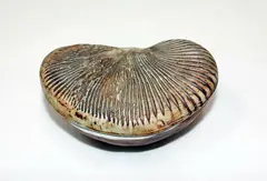 Fossil by Len Castle, sold Jul 2013