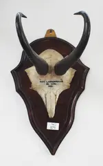 Chamois horns, inscribed Shot Landsborough. 9th April 1965