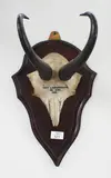Chamois horns, inscribed Shot Landsborough. 9th April 1965
