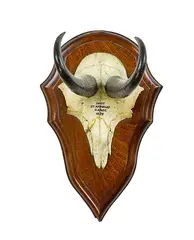 Chamois horns, Inscribed Shot St Arnaud Range 1959