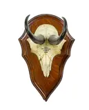 Chamois horns, Inscribed Shot St Arnaud Range 1959