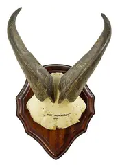 inscribed Shot Murchison 1963 by Tahr horns, sold Mar 2013