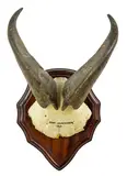 Tahr horns, inscribed Shot Murchison 1963