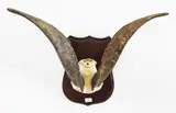 Goat’s horns, Trophy House, Lower Hutt label affixed rear