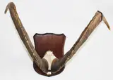 Large Goat’s horns, Trophy House, Lower Hutt label affixed rear