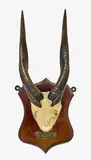 Bush Buck horns, inscribed Bush Buck Zululand on brass plaque and dated 1907 on verso