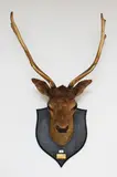 inscribed Waikato 1901 on brass plaque by 6 point taxidermy Stag’s head, offered Mar 2013