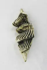 Fossil by Len Castle, sold Oct 2012